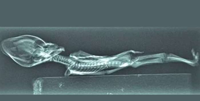 SHOCKING Discovery in Attic: "Alien Corpse" Photos from Roswell UFO Crash Finally Revealed?